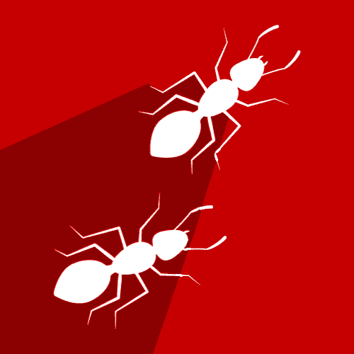 Ants Control In Birmingham