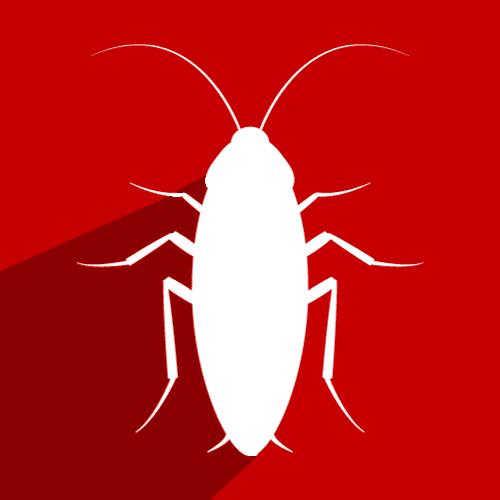 Cockroach Control In Birmingham