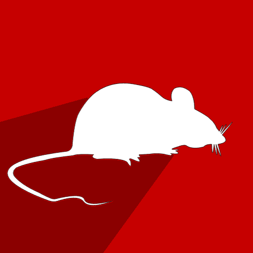 Rat Control In Birmingham